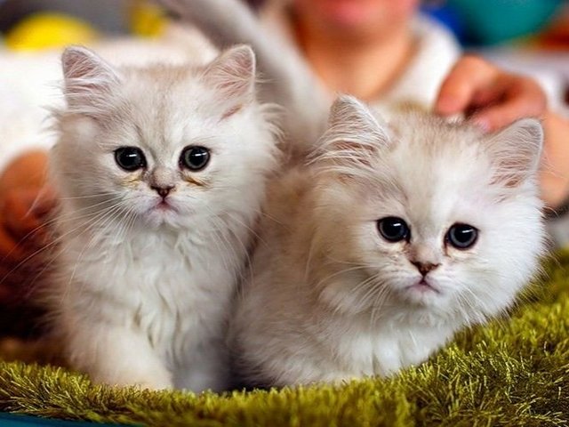 Породы кошек в Майском | ЗооТом портал о животных