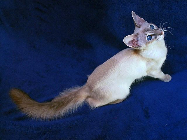 Выведенные породы кошек в Майском | ЗооТом портал о животных