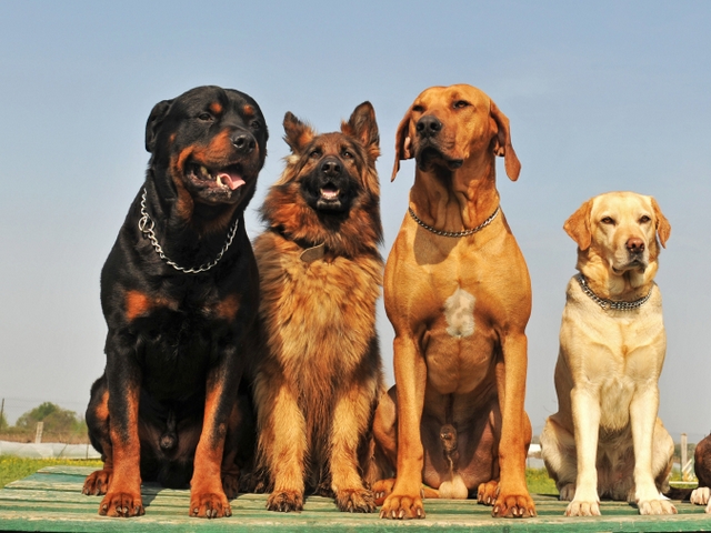 Крупные породы собак в Майском | ЗооТом портал о животных