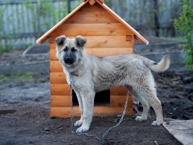 Все о собаках в Майском